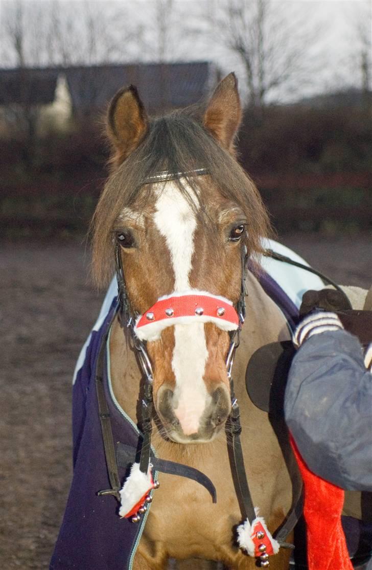 Anden særlig race †max†død - Ej hvorfor skal jeg ha´bjælder på.. Nå jul.....julegaver..julegodter så er det OK billede 11