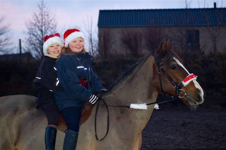 Anden særlig race †max†død - så har vi fået taget julebilleder billede 13