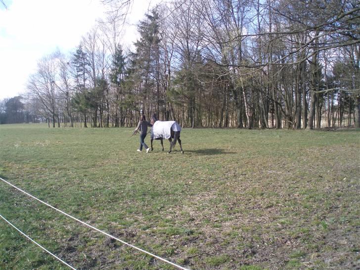 DSP Bæklunds Malacca - SOLGT billede 2