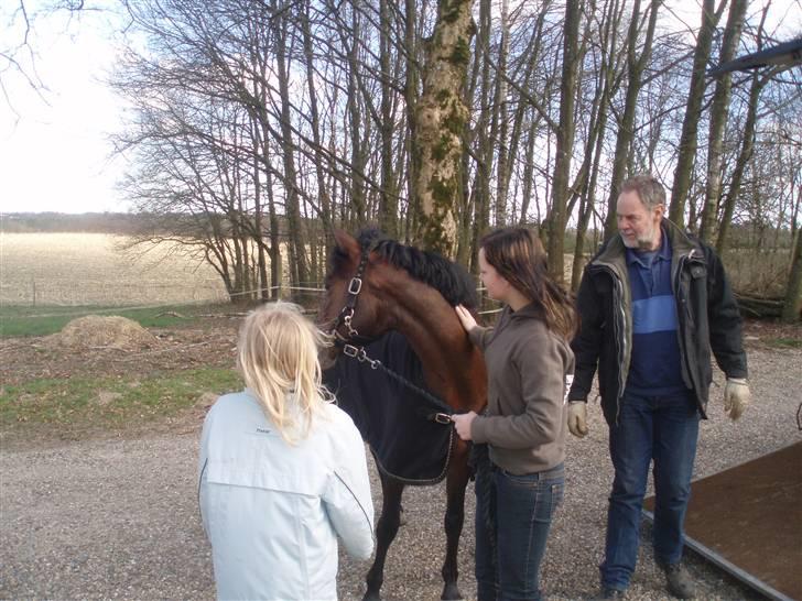 DSP Bæklunds Malacca - SOLGT billede 3