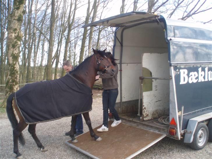 DSP Bæklunds Malacca - SOLGT billede 4