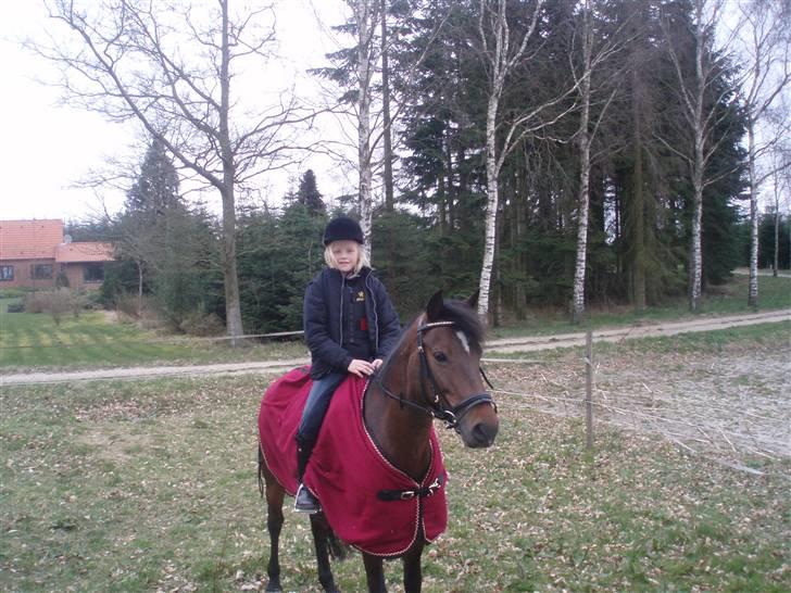 DSP Bæklunds Malacca - SOLGT billede 5