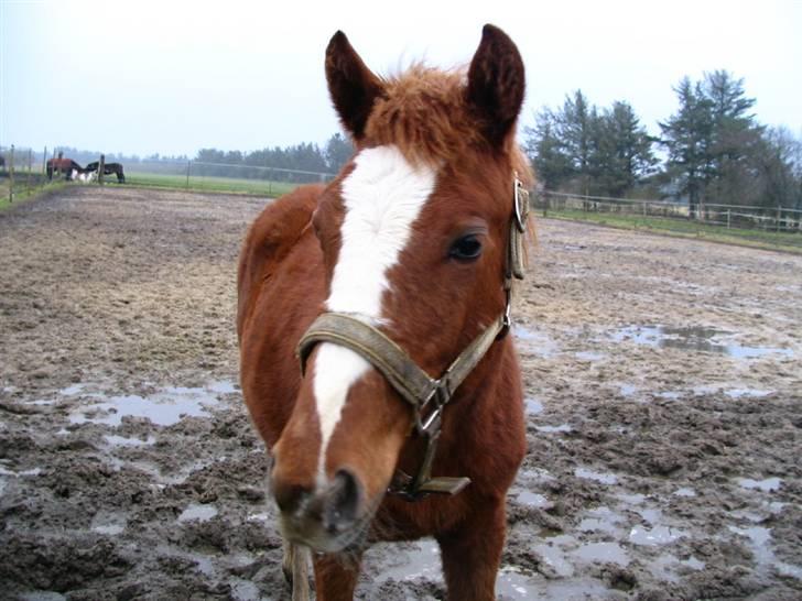 Anden særlig race First Trust (Tidl. hest) SOLGT - Trusti (8 mdr gl) billede 10