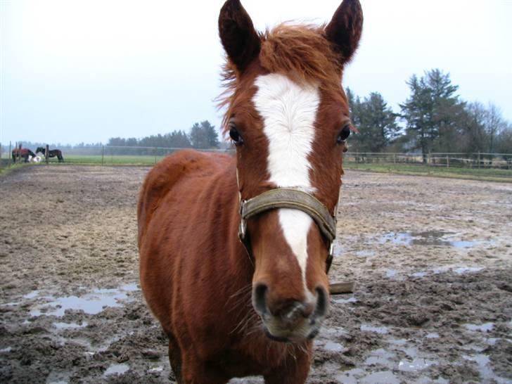 Anden særlig race First Trust (Tidl. hest) SOLGT - Trusti ude på spilopper :-) billede 11