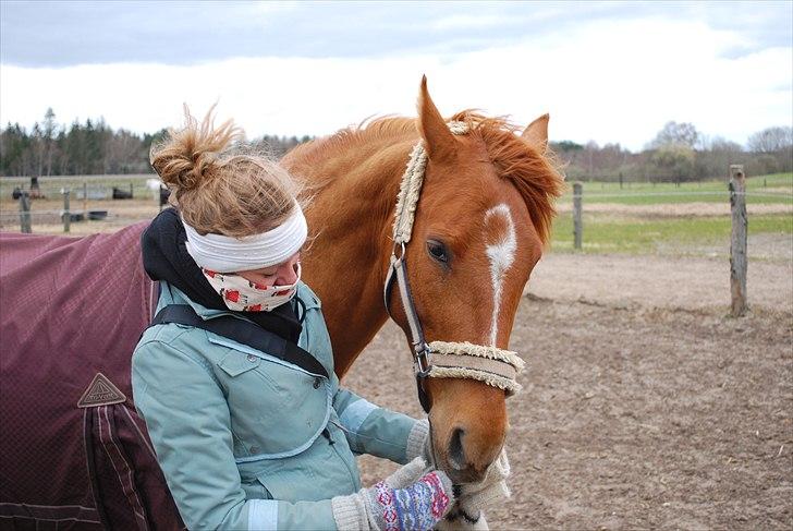 Anden særlig race Moonlight - Perkie billede 17
