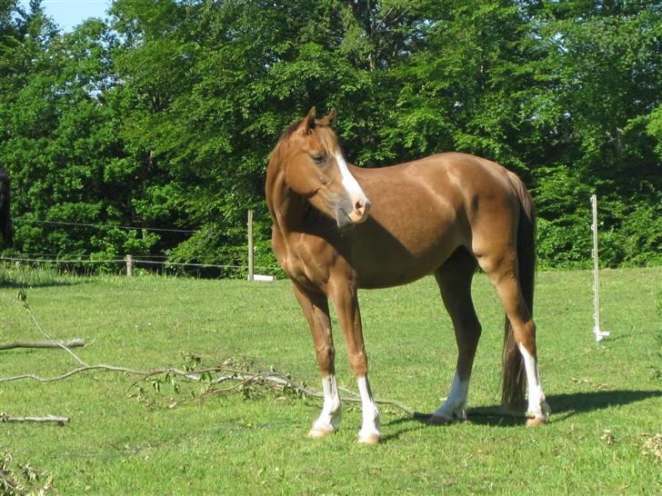 DSP Ziwago - SOLGT billede 3