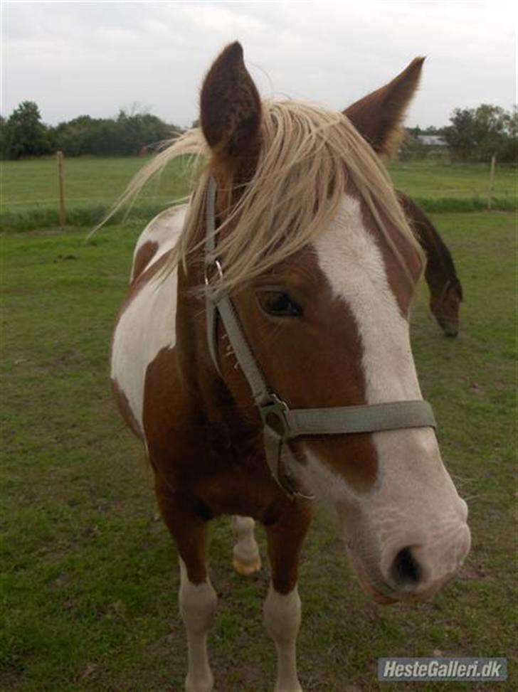 Pinto /Blanding Candy<3 - solgt billede 1
