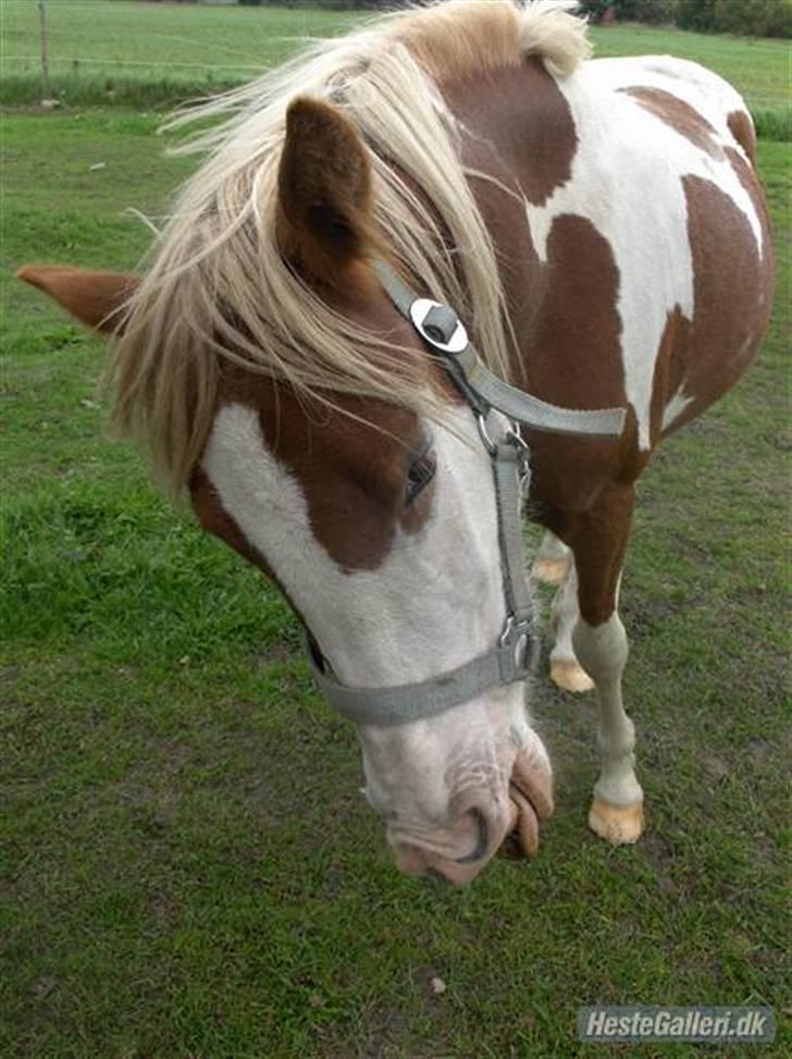 Pinto /Blanding Candy<3 - solgt billede 2