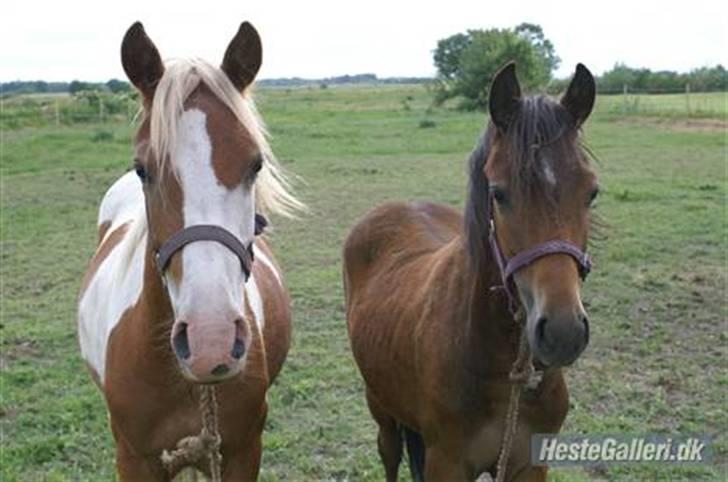 Pinto /Blanding Candy<3 - solgt billede 3