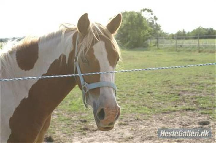 Pinto /Blanding Candy<3 - solgt billede 4