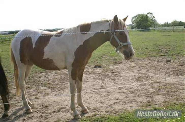 Pinto /Blanding Candy<3 - solgt billede 5