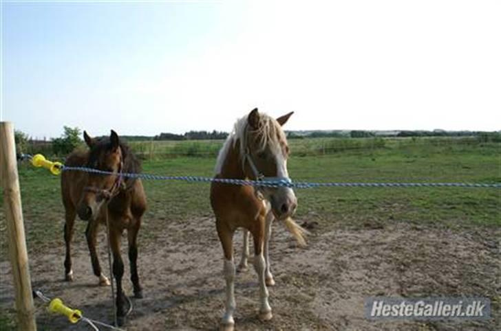 Pinto /Blanding Candy<3 - solgt billede 6