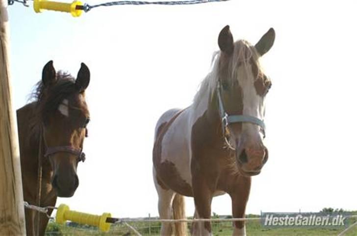 Pinto /Blanding Candy<3 - solgt billede 7