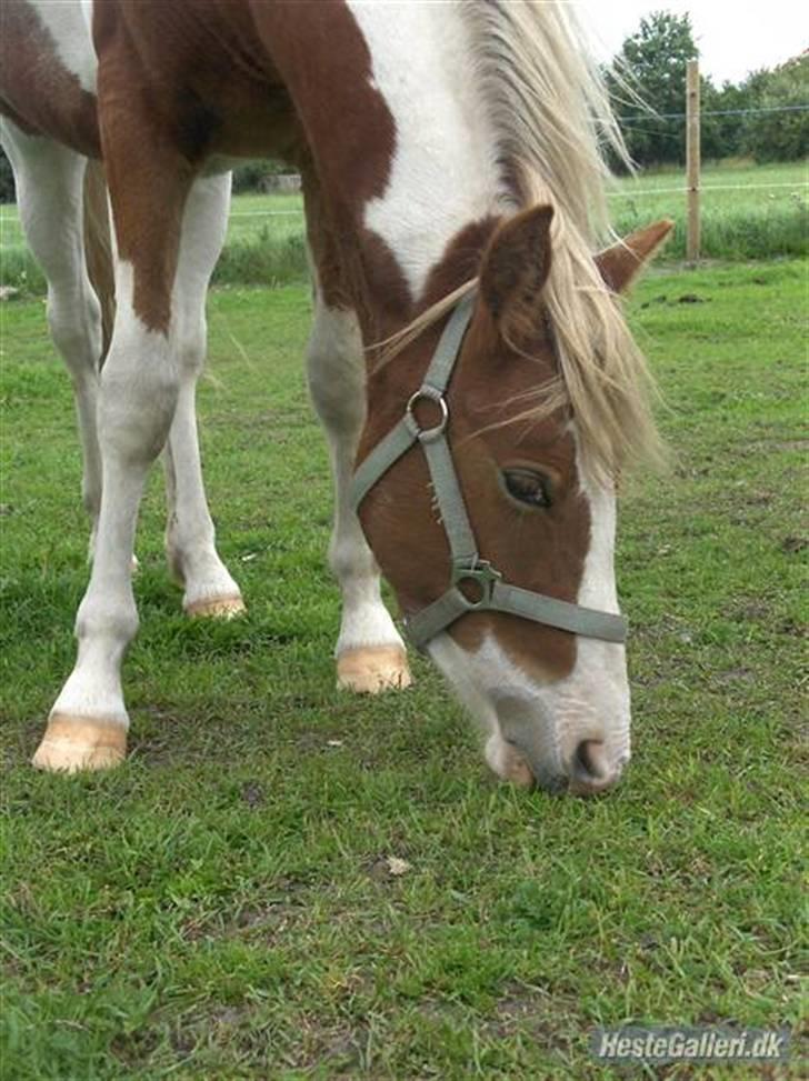 Pinto /Blanding Candy<3 - solgt billede 8
