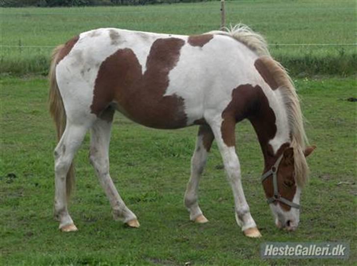 Pinto /Blanding Candy<3 - solgt billede 9