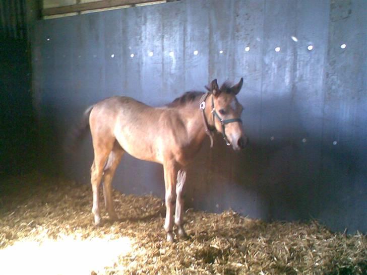 Connemara Østergaardens Don Quixote - Hej & velkommen til Don Quixote´s profil :D billede 1