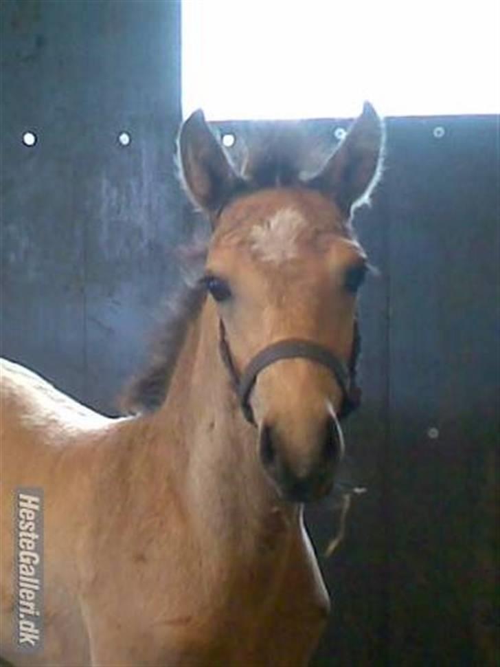 Connemara Østergaardens Don Quixote - Hehe ;D billede 2