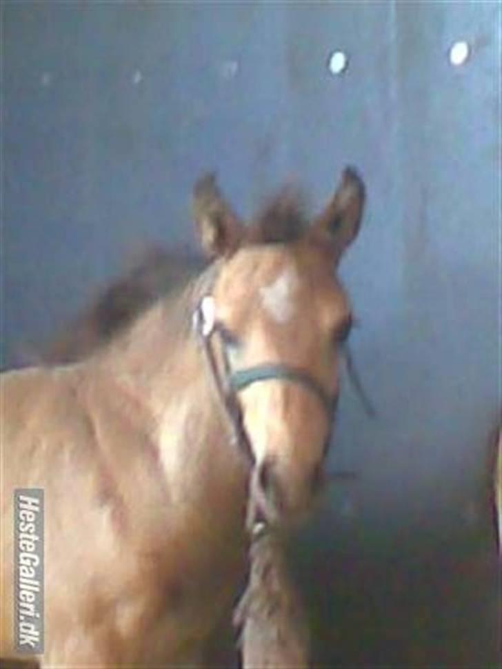 Connemara Østergaardens Don Quixote - Nårrh...<3 billede 3