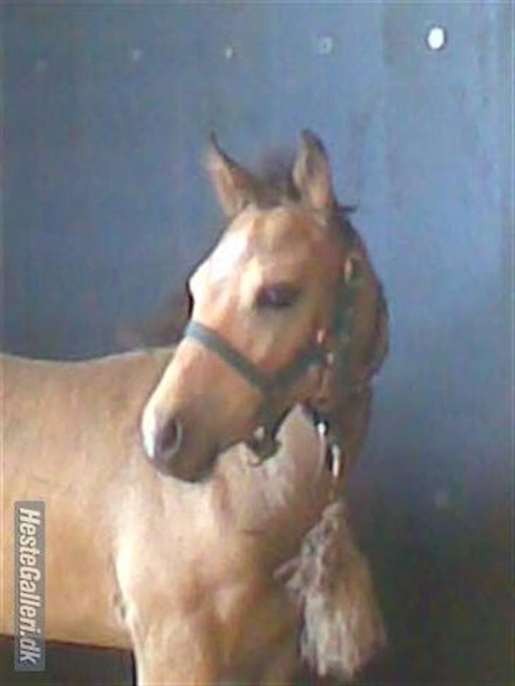 Connemara Østergaardens Don Quixote - Du er fin ;D billede 4