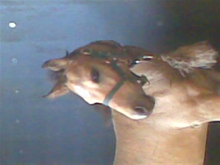 Connemara Østergaardens Don Quixote billede 5