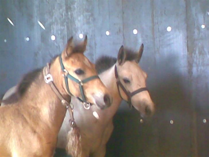 Connemara Østergaardens Don Quixote - Don Quixote og Madonna<3 billede 6