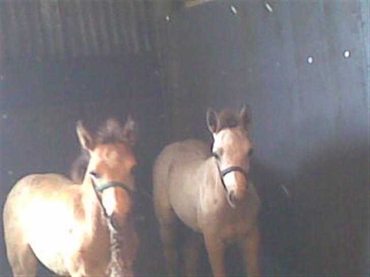 Connemara Østergaardens Don Quixote - Igen<3 billede 7