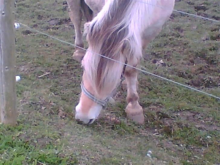 Fjordhest Emanuel (SOLGT) - Velkommen til Emanuel´s profl<33 billede 1