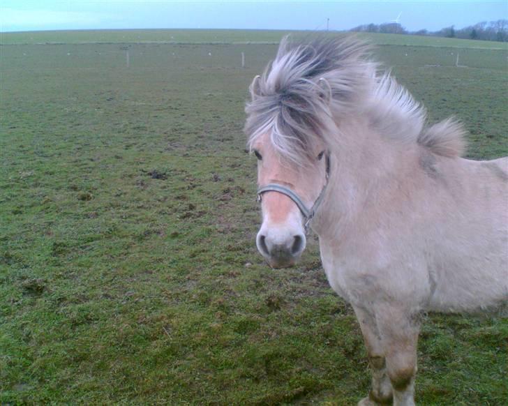Fjordhest Emanuel (SOLGT) - vind i hået;)  billede 2