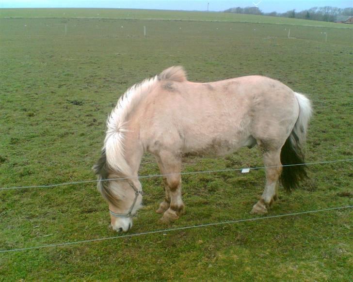 Fjordhest Emanuel (SOLGT) - lidt tyk, er han da;) billede 3