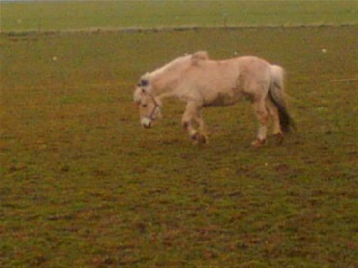 Fjordhest Emanuel (SOLGT) billede 4