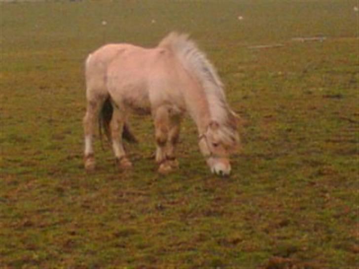 Fjordhest Emanuel (SOLGT) billede 5