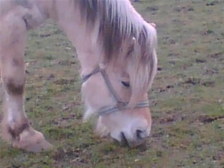 Fjordhest Emanuel (SOLGT) - nær billed billede 6