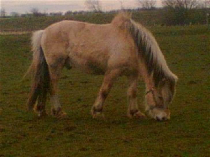 Fjordhest Emanuel (SOLGT) - UPS, beskidt:S billede 7