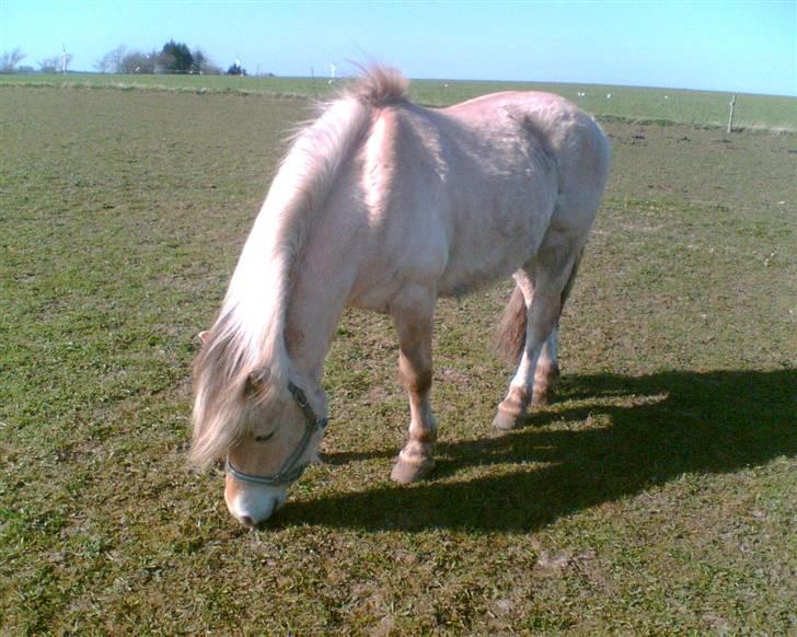 Fjordhest Emanuel (SOLGT) - han stråller i solen! billede 9
