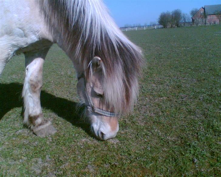 Fjordhest Emanuel (SOLGT) billede 10