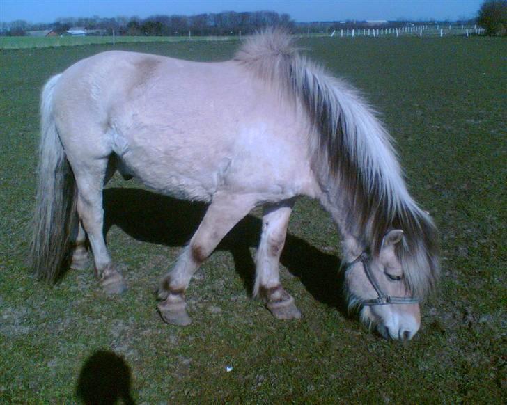 Fjordhest Emanuel (SOLGT) - uuh, såå smuk:) billede 11