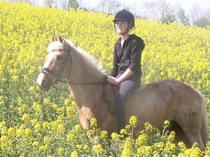 DSP Bes   billede 11