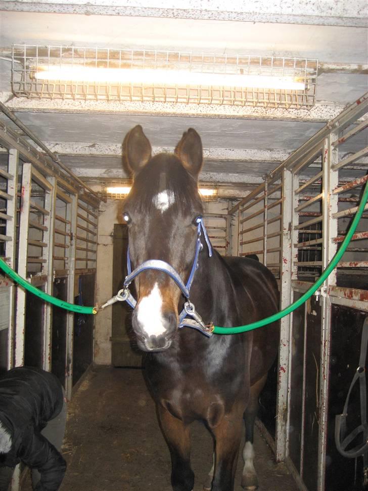 Holstener Campbell  SOLGT - Fotogen :D billede 3