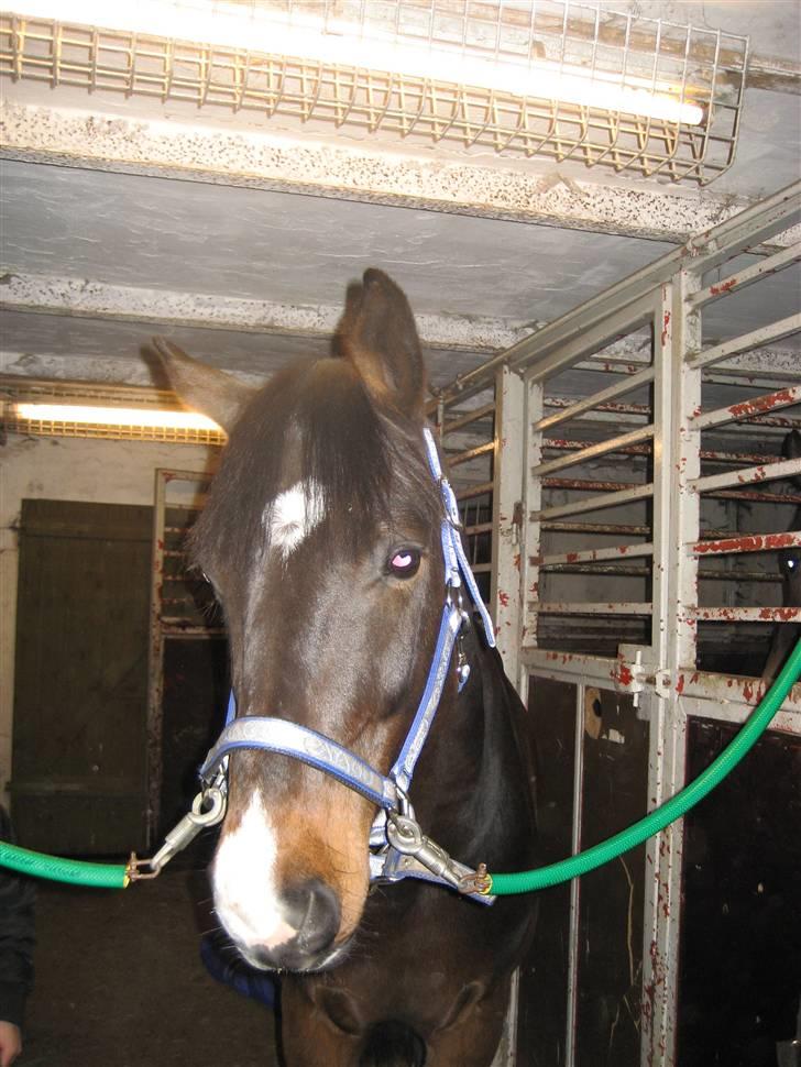 Holstener Campbell  SOLGT - Lækker lækker billede 4