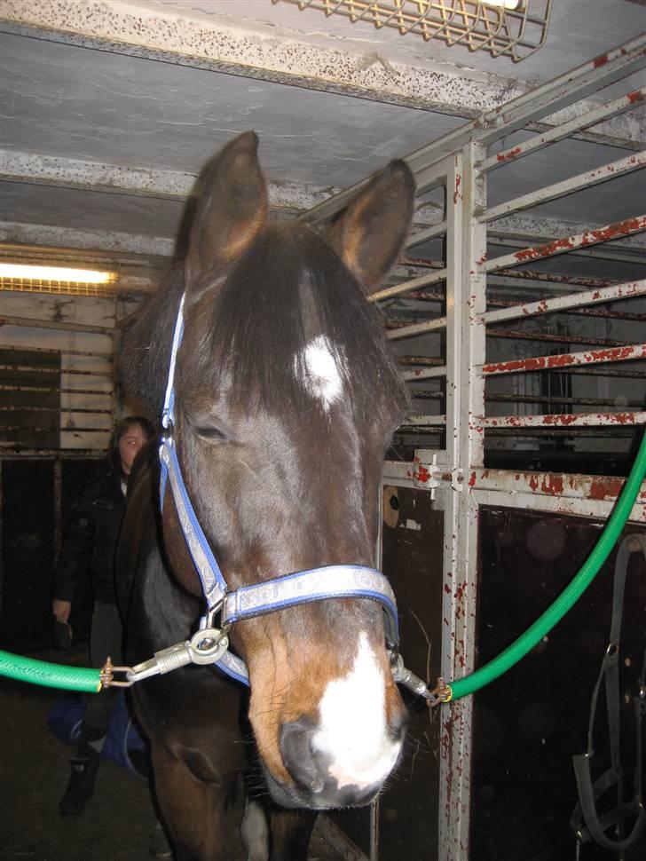 Holstener Campbell  SOLGT - :D billede 5