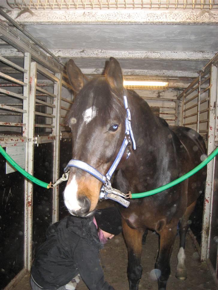 Holstener Campbell  SOLGT - :) billede 6