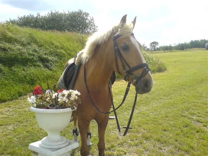 DSP Bes   - you are gorgeous! :D <3  billede 15