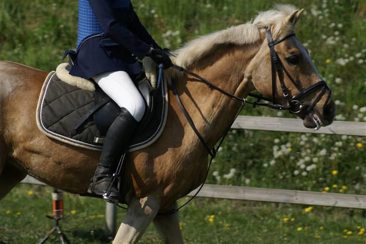 DSP Bes   billede 19