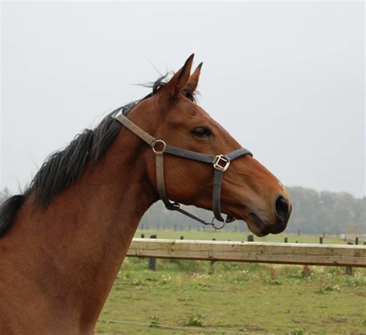 Dansk Varmblod Future-Lad *Solgt* billede 13