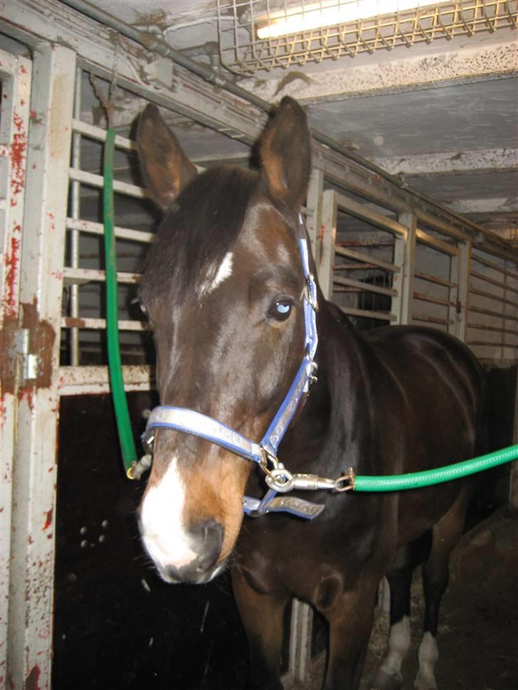 Holstener Campbell  SOLGT - min lille skat billede 9