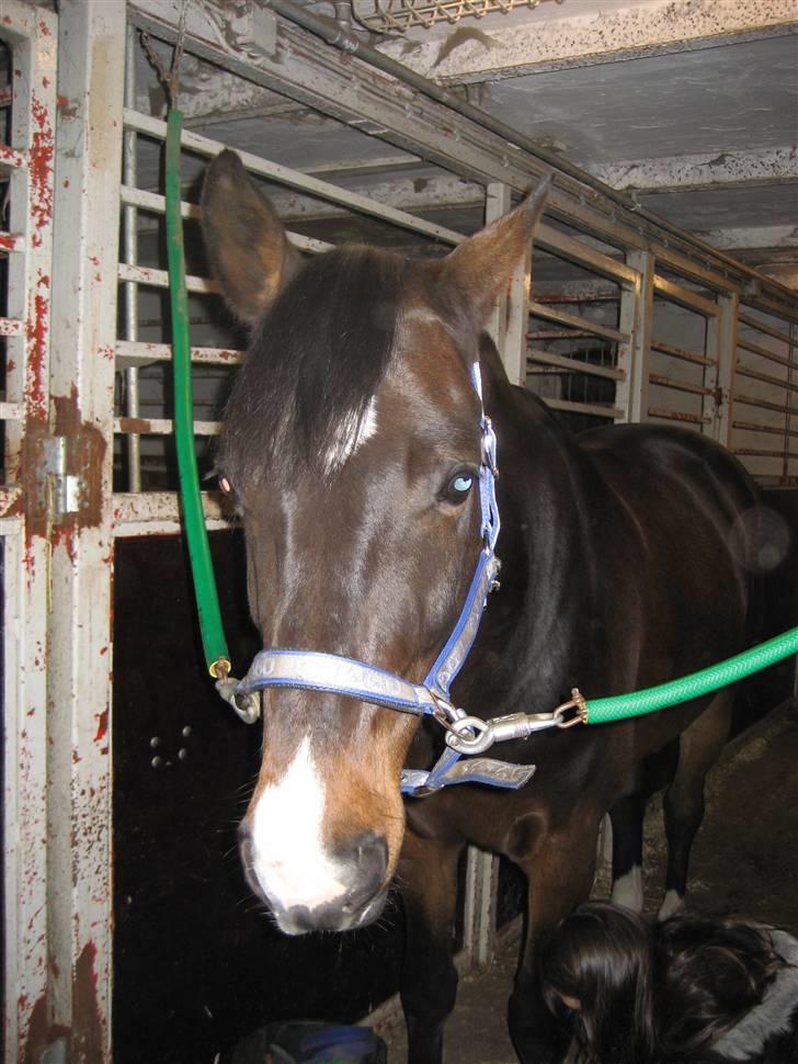 Holstener Campbell  SOLGT - godnat billede 10