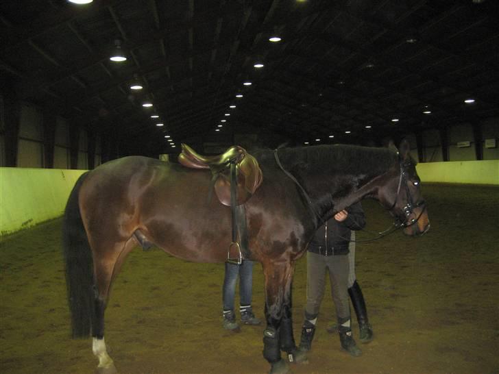 Holstener Campbell  SOLGT - Prøver lige sadle billede 11