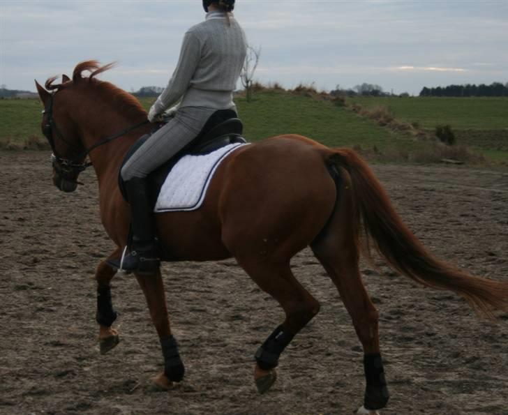 DSP Golden Empire - Bagbensaktion og løft billede 19