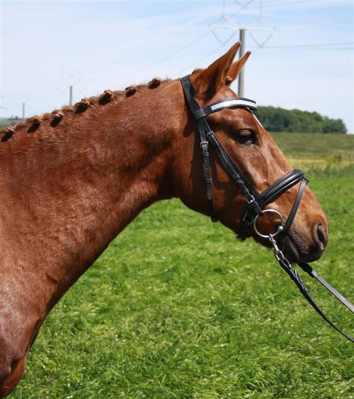 Hollandsk Sportspony Iwan *SOLGT* - Smuk,Smuk og atter smuk ! stævne i farstrup billede 1