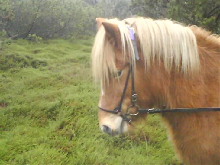 Islænder Glóa fra Gårde (solgt) billede 14